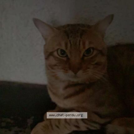 Photo 1/1 Kaneki Chat perdu à Marseille