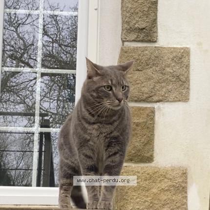 Photo 1/1 Topaze Chat perdu à Le relecq kerhuon