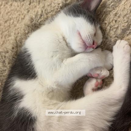 Photo 1/1 Denzo Chat perdu à Meyrin