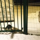 Photo de chat perdu à Maromme