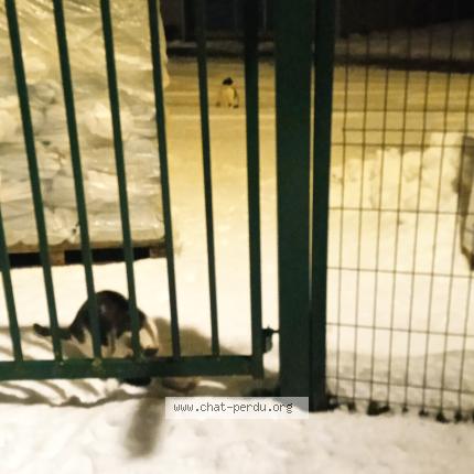 Photo 1/1 Mistigri Chat perdu à Maromme