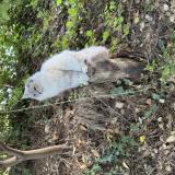 Photo de chat perdu à Cadiere D Azur