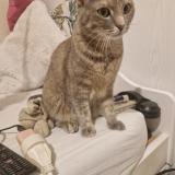 Photo de chat perdu à Grenoble