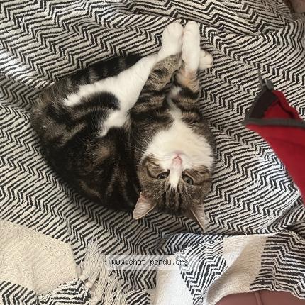 Photo 1/1 Yugi Chat perdu à Chartres