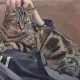 Photo de chat perdu à Treauville