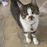 Photo de chat perdu à Coubron