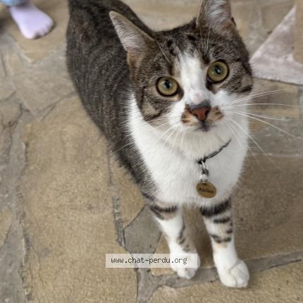 Photo 1/1 Akiko Chat perdu à Coubron