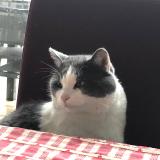 Photo de chat perdu à Amiens