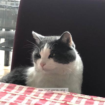 Photo 1/1 Pirate Chat perdu à Amiens