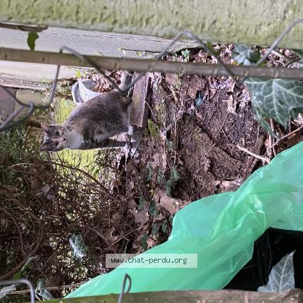 Photo 1/1 Chat trouvé Trouvé à Rennes