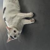 Photo de chat perdu à Onnaing