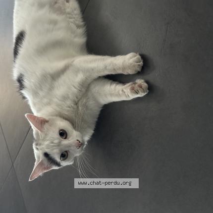 Photo 1/1 UBY Chat perdu à Onnaing