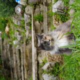 Photo de chat perdu à Le Cannet