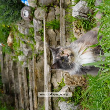 Photo 1/1 Matit Chat perdu à Le cannet