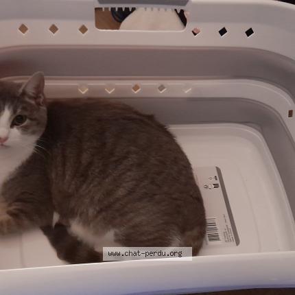 Photo 1/1 Booby Chat perdu à Maille