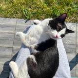 Photo de chat trouvé à Eysines