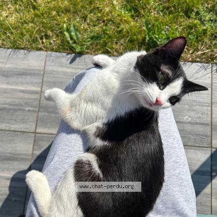 Photo 1/1 Chat trouvé Trouvé à Eysines