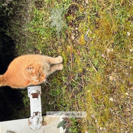 Photo 1/1 Chat trouvé Trouvé à Mions