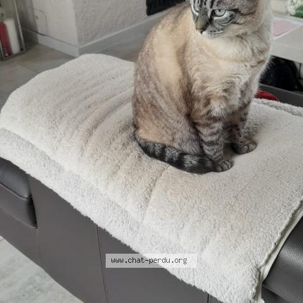 Photo 1/1 Nico Chat perdu à Berrwiller