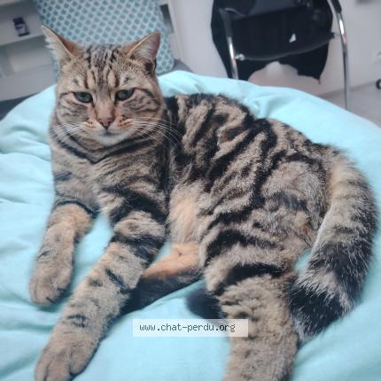 Photo 1/1 Alvine Chat perdu à Bruguieres