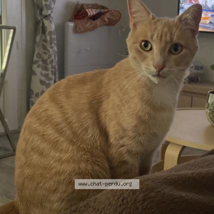 Photo 1/1 Philou Chat perdu à Chipilly