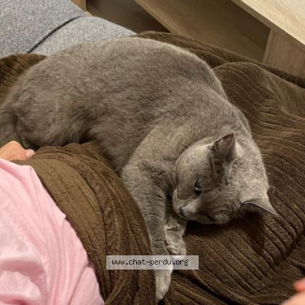 Photo 1/1 Cleo Chat perdu à Mellery