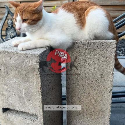 Photo 1/1 Roucky Chat perdu à Volgelsheim