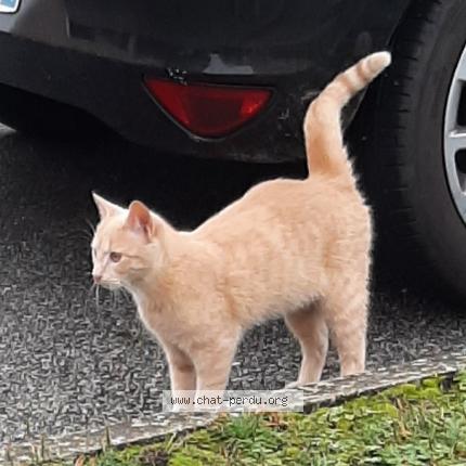 Photo 1/1 Chat trouvé Trouvé à Plaisir