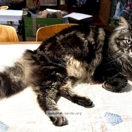 Photo 1/1 Chouiny Chat perdu à Bouguenais