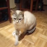 Photo de chat perdu à Mozac