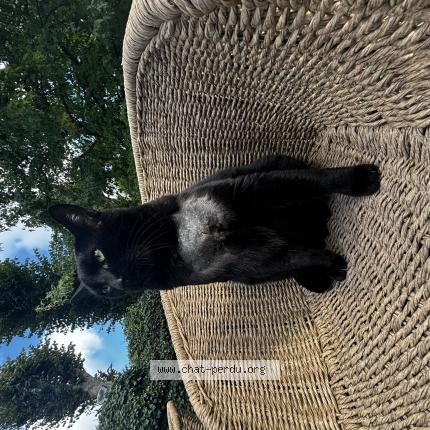 Photo 1/1 Ulysse Chat perdu à Alencon