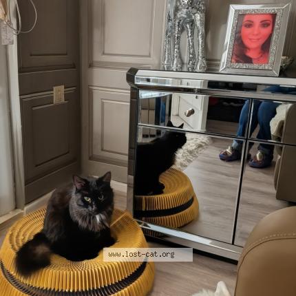 Photo 1/1 Merlin Chat perdu à Belfast