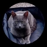 Photo de chat perdu à Andon