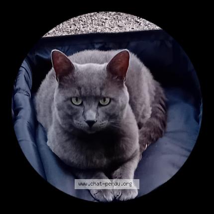 Photo 1/1 Sully ou Sullivan Chat perdu à Andon