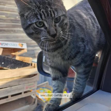 Photo 1/1 Carapuce Chat perdu à Coulommiers