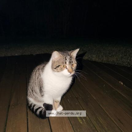 Photo 1/1 Aslan Chat perdu à Saubion