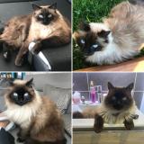 Photo de chat perdu à Flavin