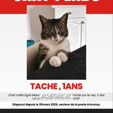 Photo 1/1 tache Chat perdu à Brunoy