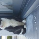 Photo de chat perdu à Tremeven