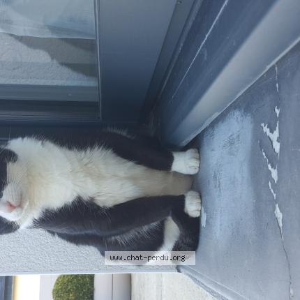 Photo 1/1 Bounty Chat perdu à Tremeven