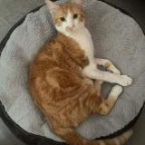 Photo de chat perdu à Montignac