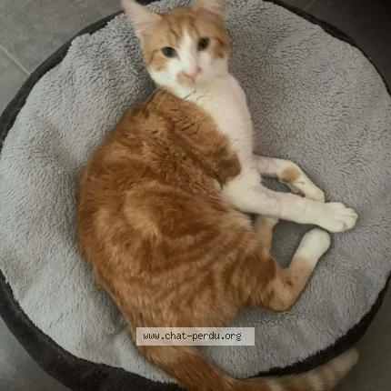 Photo 1/1 GUIZMO Chat perdu à Montignac