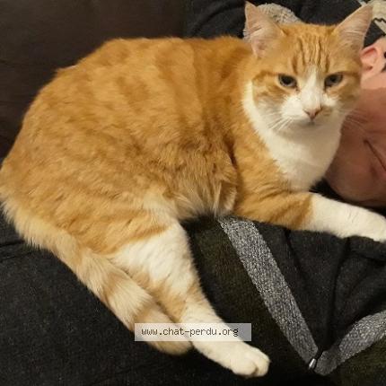 Photo 1/1 Moons Chat perdu à Limoges