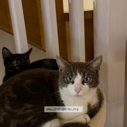 Photo 1/1 Gucci Chat perdu à Treyvaux