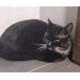 Photo de chat trouvé à Rennes