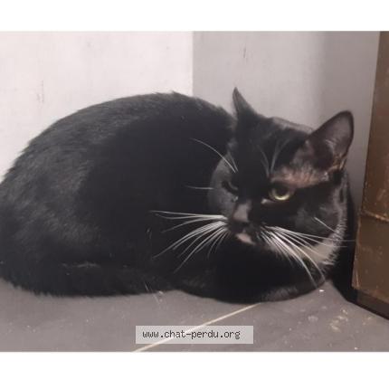 Photo 1/1 Chat trouvé Trouvé à Rennes