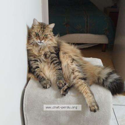 Photo 1/1 Idylle Chat perdu à Mael carhaix