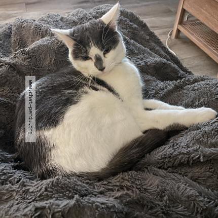 Photo 1/1 Darwin Chat perdu à Lesigny