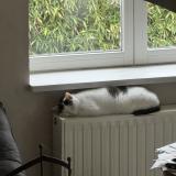 Photo de chat perdu à Vares