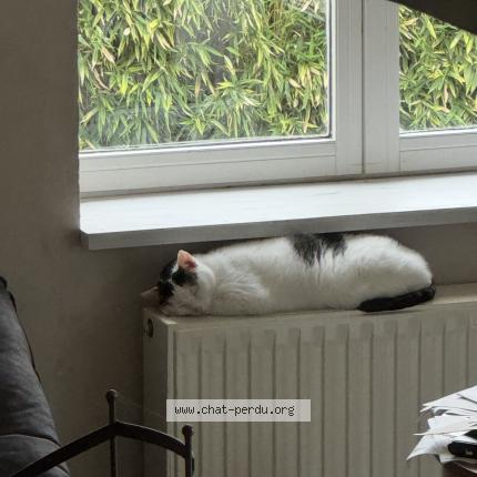 Photo 1/1 Loulou Chat perdu à Vares